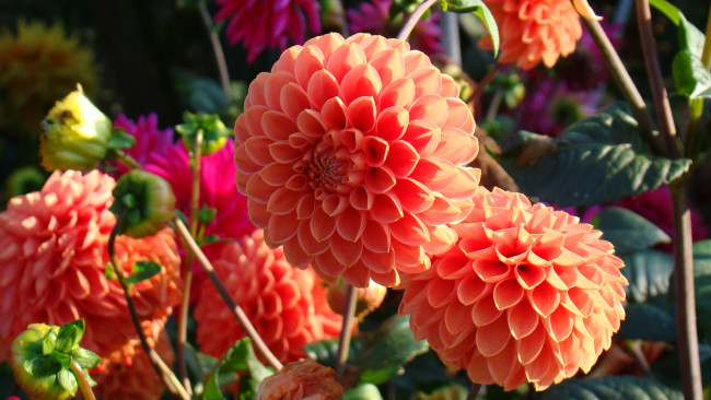 Обои картинки фото цветы, георгины, лепестки