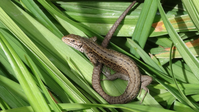 Обои картинки фото животные, Ящерицы,  игуаны,  вараны, ящерка