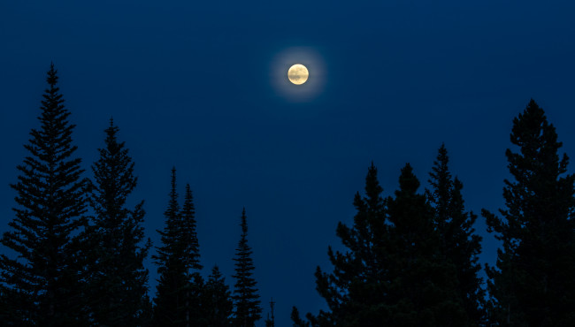 Обои картинки фото природа, деревья, ели, луна, ночь