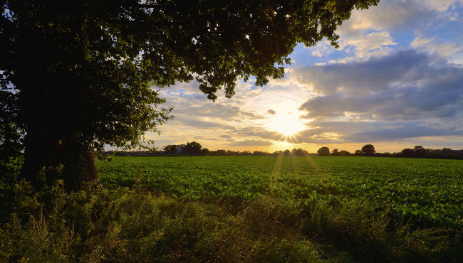 Обои картинки фото природа, восходы, закаты, утро, рассвет, поле