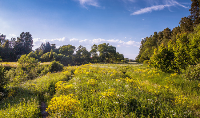 Обои картинки фото природа, пейзажи, поле, трава, лес