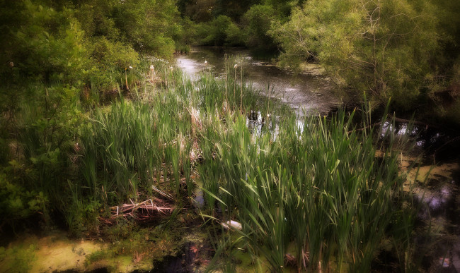 Обои картинки фото природа, реки, озера, река, лес