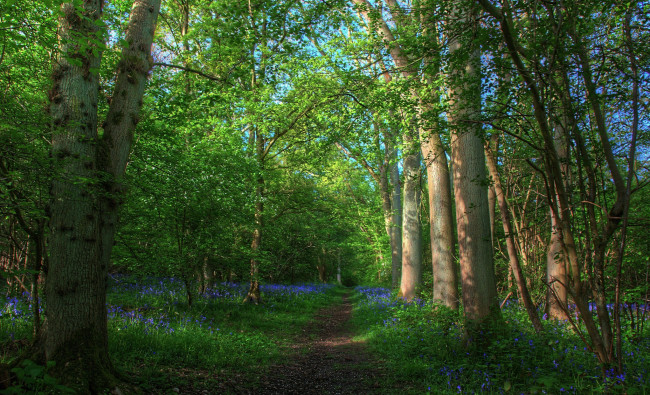 Обои картинки фото природа, дороги, дорога, лес