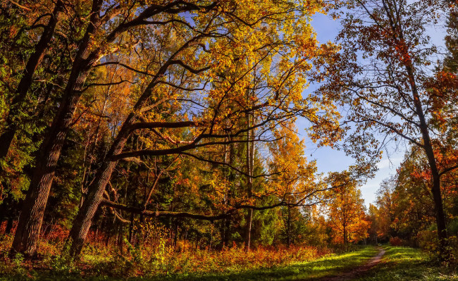 Обои картинки фото природа, дороги, осень, лес, тропинка