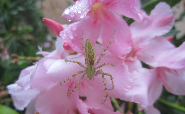 Обои картинки фото животные, пауки, паук, цветы