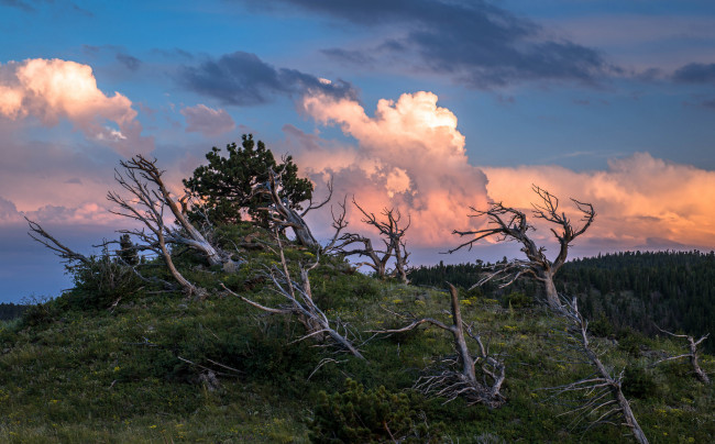 Обои картинки фото природа, деревья, вечер, облака, небо