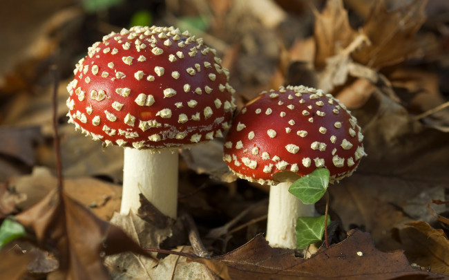 Обои картинки фото природа, грибы,  мухомор, грибочки