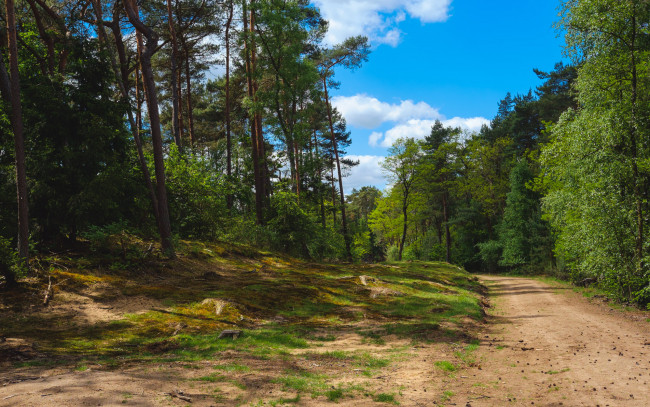 Обои картинки фото природа, дороги, лес, грунтовка