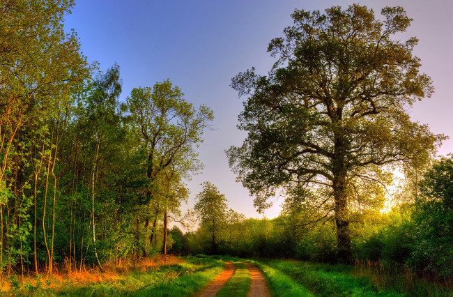 Обои картинки фото природа, дороги, дорога, лес