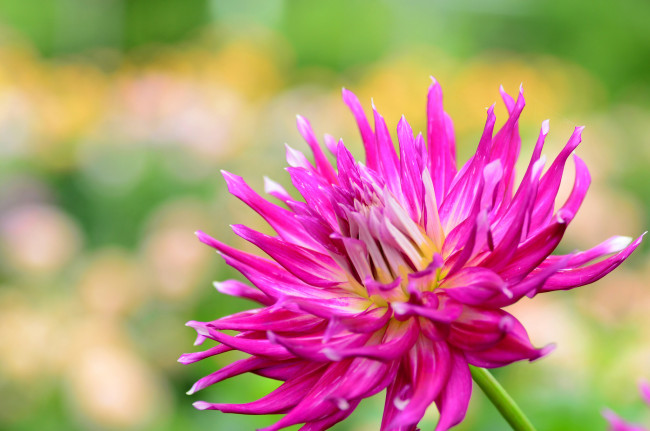 Обои картинки фото цветы, георгины, георгина, фон