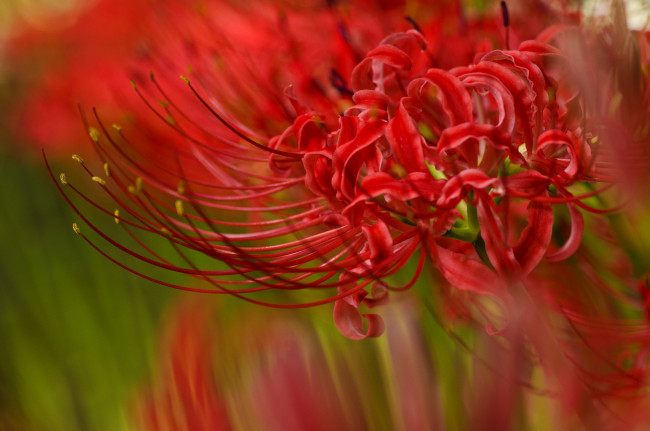 Обои картинки фото цветы, лилии,  лилейники, красная, лилия