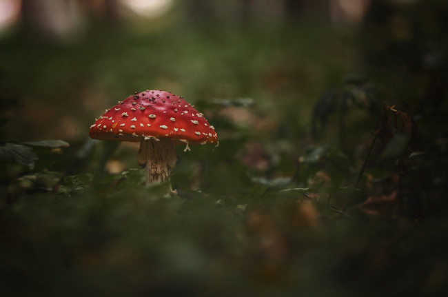 Обои картинки фото природа, грибы,  мухомор, мухомор, гриб, фон