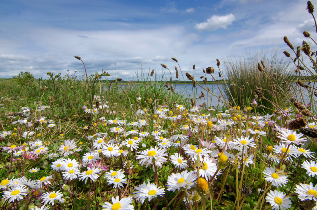 Обои картинки фото природа, луга, река, цветы