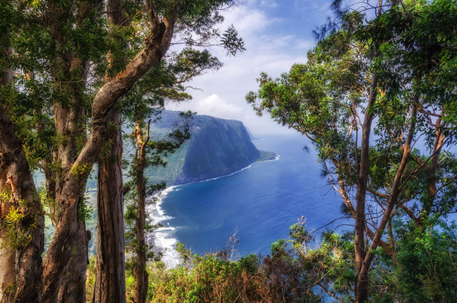 Обои картинки фото природа, побережье, океан, скалы, сосны