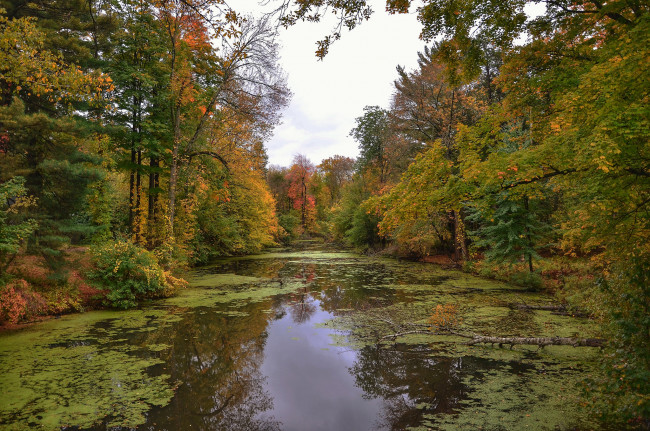 Обои картинки фото природа, реки, озера, река, лес