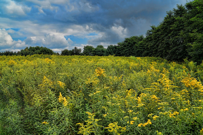 Обои картинки фото природа, луга, поле, лес, цветы, трава