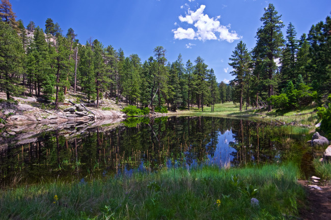 Обои картинки фото природа, реки, озера, река, лес