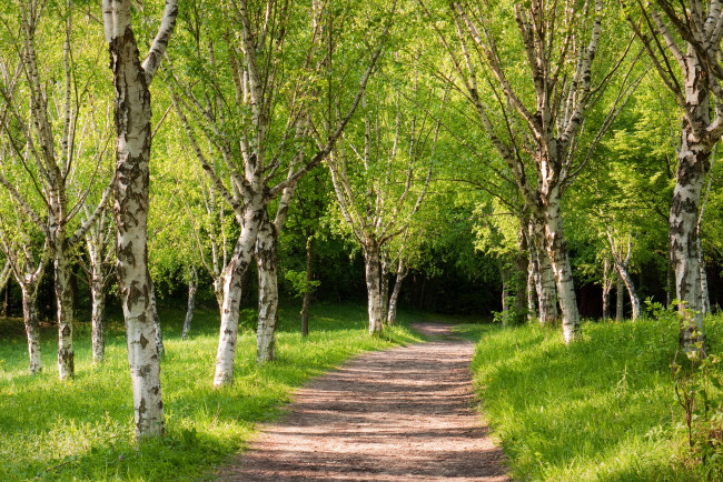 Обои картинки фото природа, дороги, берёзы, лес, дорога