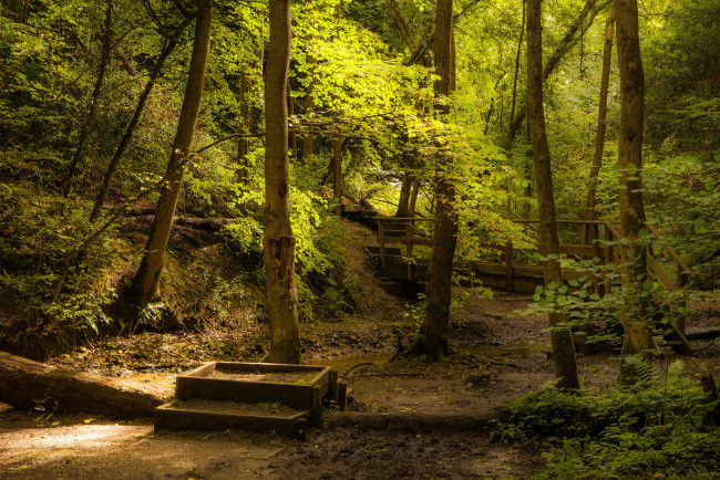 Обои картинки фото природа, дороги, мостик, тропинка, лес