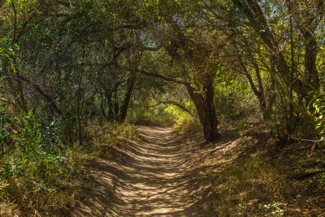 Обои картинки фото природа, дороги, тропинка, лес