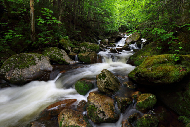 Обои картинки фото природа, реки, озера, лес, река