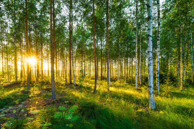 Обои картинки фото природа, восходы, закаты, рассвет