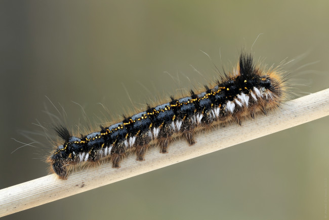 Обои картинки фото животные, гусеницы, гусеница, фон, макро, травинка