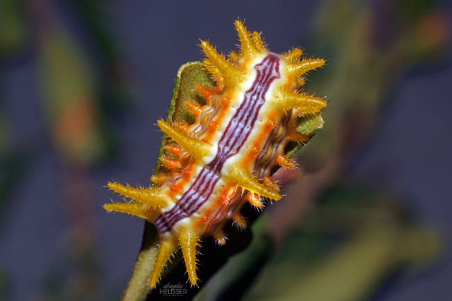 Обои картинки фото животные, гусеницы, макро, гусеница