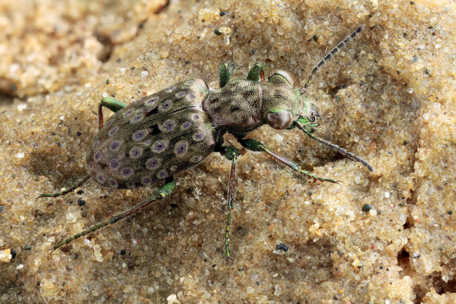 Обои картинки фото животные, насекомые, жук, макро, песок