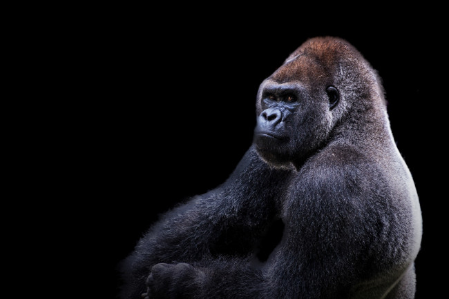 Обои картинки фото животные, обезьяны, гарилла, чёрный, фон