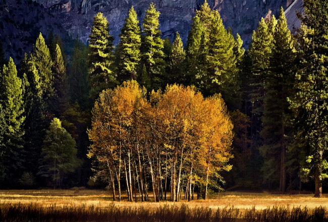 Обои картинки фото природа, лес, осень