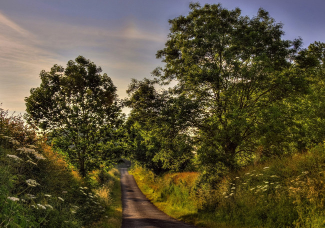 Обои картинки фото природа, дороги, дорога, лес