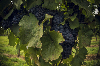 Картинка природа Ягоды +виноград лоза