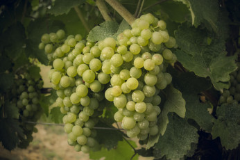 Картинка природа Ягоды +виноград лоза