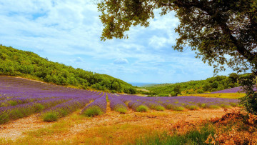 Картинка природа поля лаванда