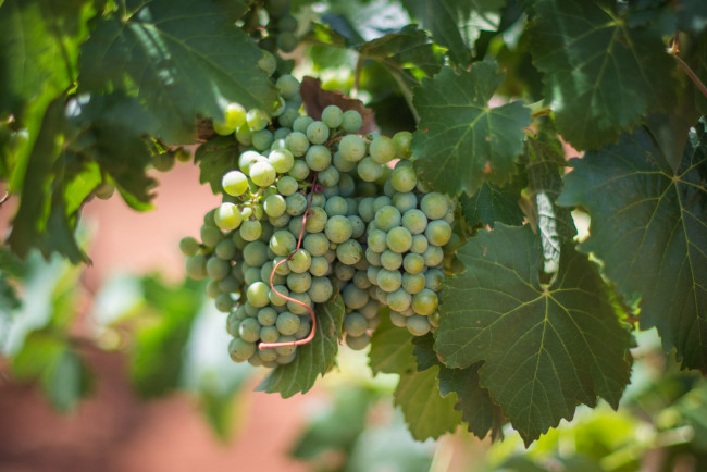 Обои картинки фото природа, Ягоды,  виноград, лоза