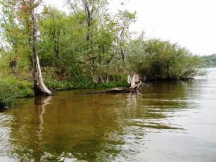 Картинка красивый+уголок природа реки озера водоем летом