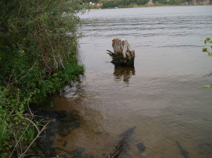 Картинка красивый+уголок природа реки озера водоем летом