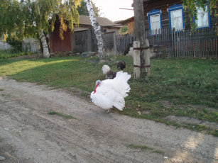 Картинка суперптица животные индюки индюк домашние+животные птица птицы