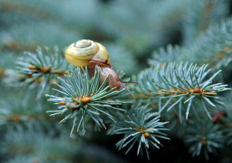 Картинка животные улитки улитка ель ветки иглы