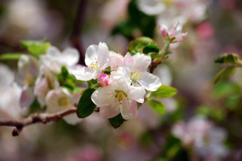 Картинка цветы цветущие+деревья+ +кустарники цветение дерево ветка