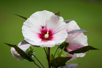 Картинка цветы гибискусы лето кустарник цветение цветок гибискус