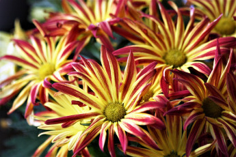 Картинка цветы хризантемы пестрые