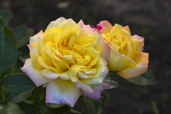 Картинка цветы розы бутон макро пестрая роза