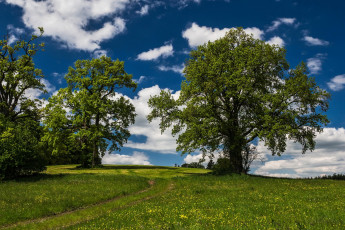 Картинка природа деревья простор