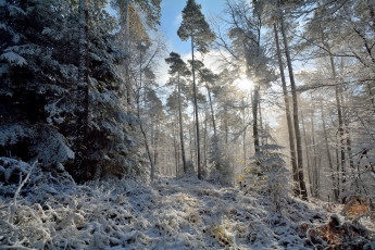 Картинка природа лес простор