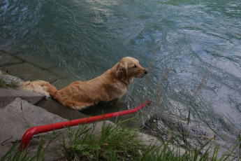 Картинка животные собаки растения водоем