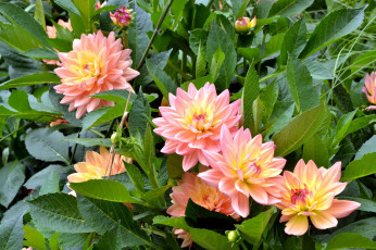 Картинка цветы георгины куст