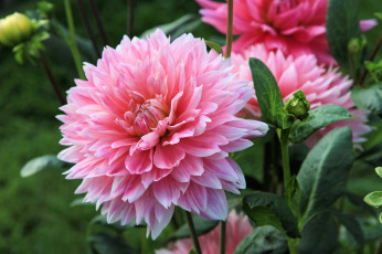 Картинка цветы георгины макро композиция цветок георгина лепестки свечение георгин