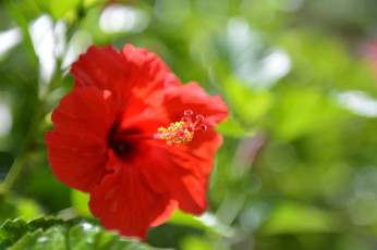 Картинка цветы гибискусы гибискус лето цветение цветок